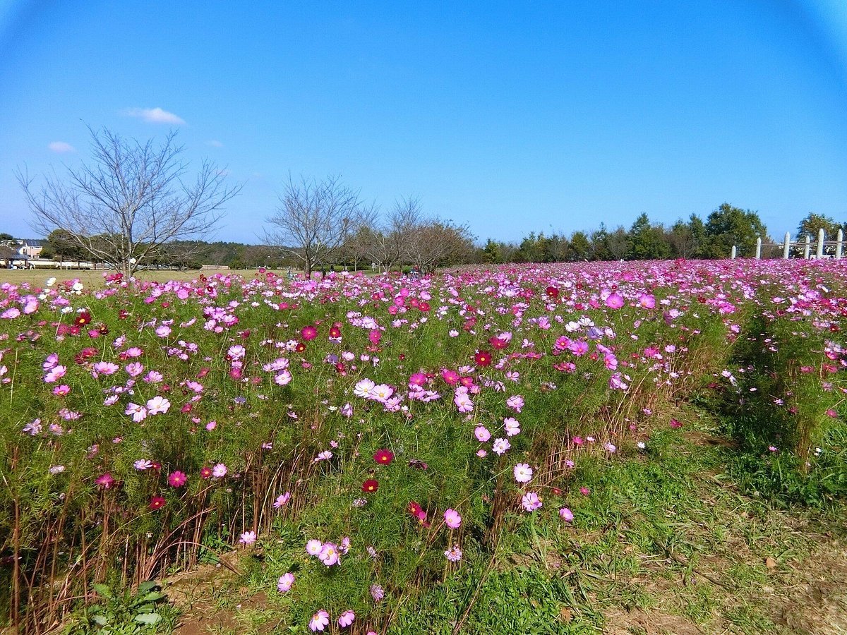 🏞️ 마키노하라 공원 이미지 1